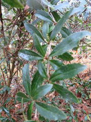 Berberis glaucocarpa
