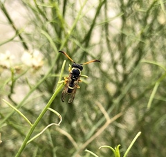 Pterocheilus
