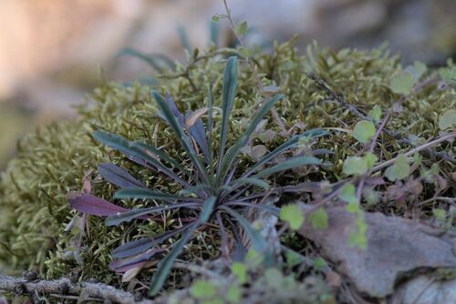 Erysimum crepidifolium, photograph 6