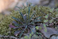 Erysimum crepidifolium, photograph (c) Lucie Hladilová, some rights reserved (CC BY)