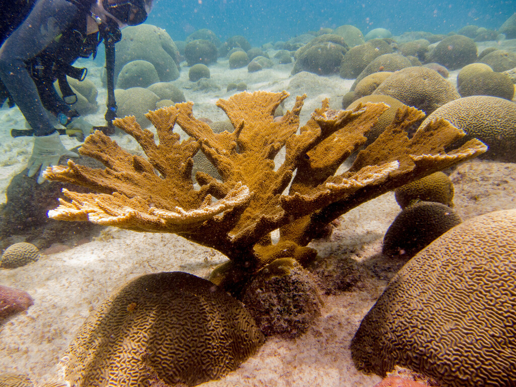Elkhorn Coral