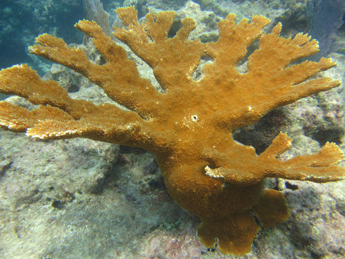 Elkhorn Coral, photo 4 of 10