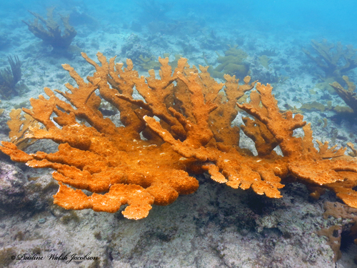 Elkhorn Coral, photo 5 of 10