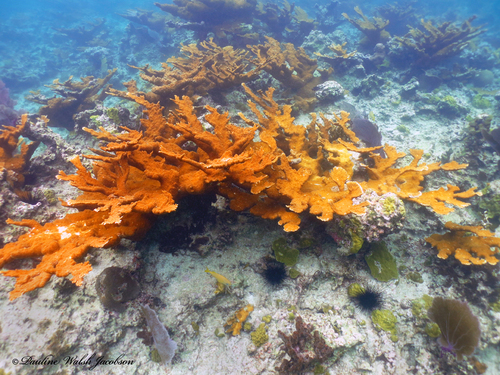 Elkhorn Coral, photo 9 of 10