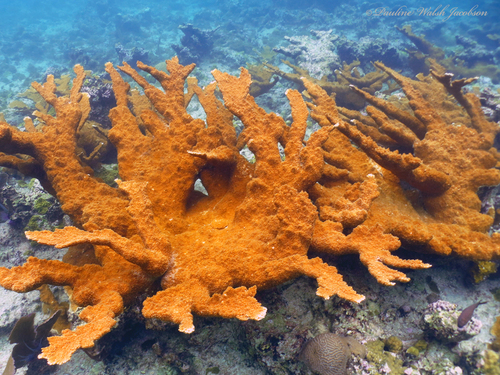 Elkhorn Coral, photo 10 of 10