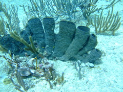 Callyspongia aculeata