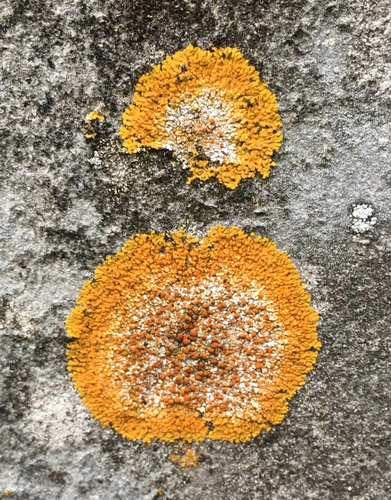 Limestone Lobed Firedot (Variospora flavescens)