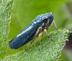 Graphocephala lugubris