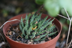 Aloe humilis