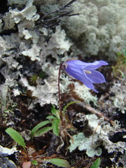 Campanula dasyantha