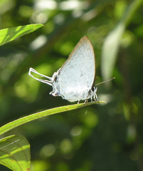 Cheritra freja evansi