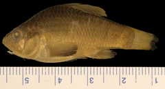 Havana Pupfish photo 1