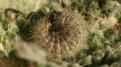 Muschampia baeticus