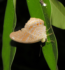 Terinos terpander intermedia