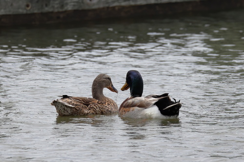 Mallard photographed in Mississippi