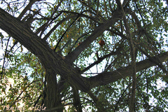 Punica granatum