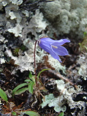 Campanula dasyantha