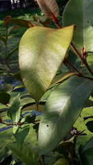 Ficus drupacea