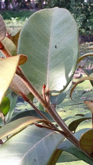 Ficus drupacea