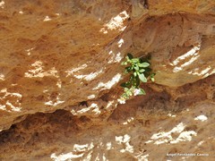 Chaenorhinum serpyllifolium