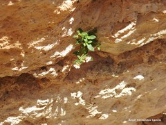 Chaenorhinum serpyllifolium