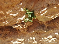 Chaenorhinum serpyllifolium