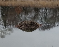 Ondatra zibethicus