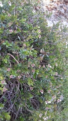 Iberis sempervirens