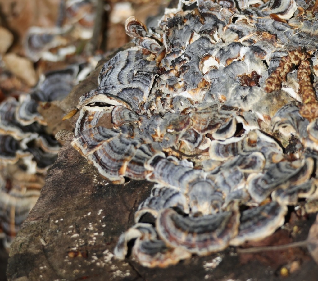 Trametes versicolor · April 2026 · photo: © jerry2018 (iNaturalist, cc0)