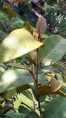 Ficus drupacea