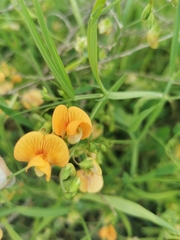 Lathyrus hierosolymitanus