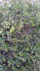 Iberis sempervirens