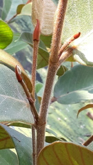 Ficus drupacea
