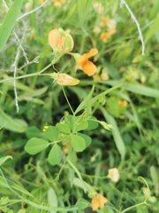 Lathyrus hierosolymitanus