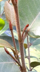 Ficus drupacea