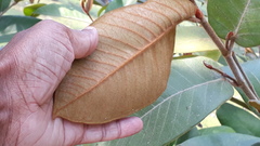Ficus drupacea