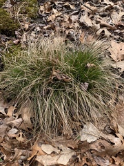 Carex bromoides