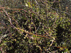 Muehlenbeckia complexa complexa