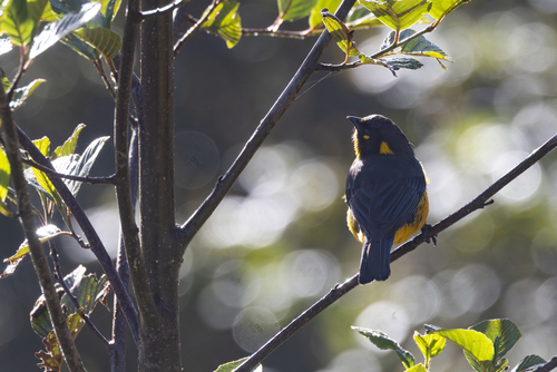Lacrimose Mountain Tanager (Anisognathus lacrymosus), photo 5
