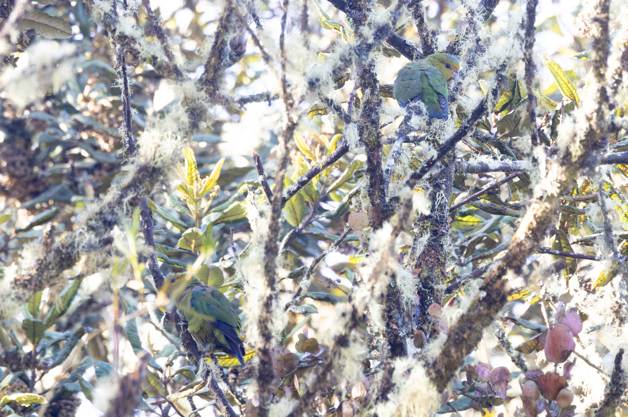 Fuertes's Parrot (Hapalopsittaca fuertesi), photo 1
