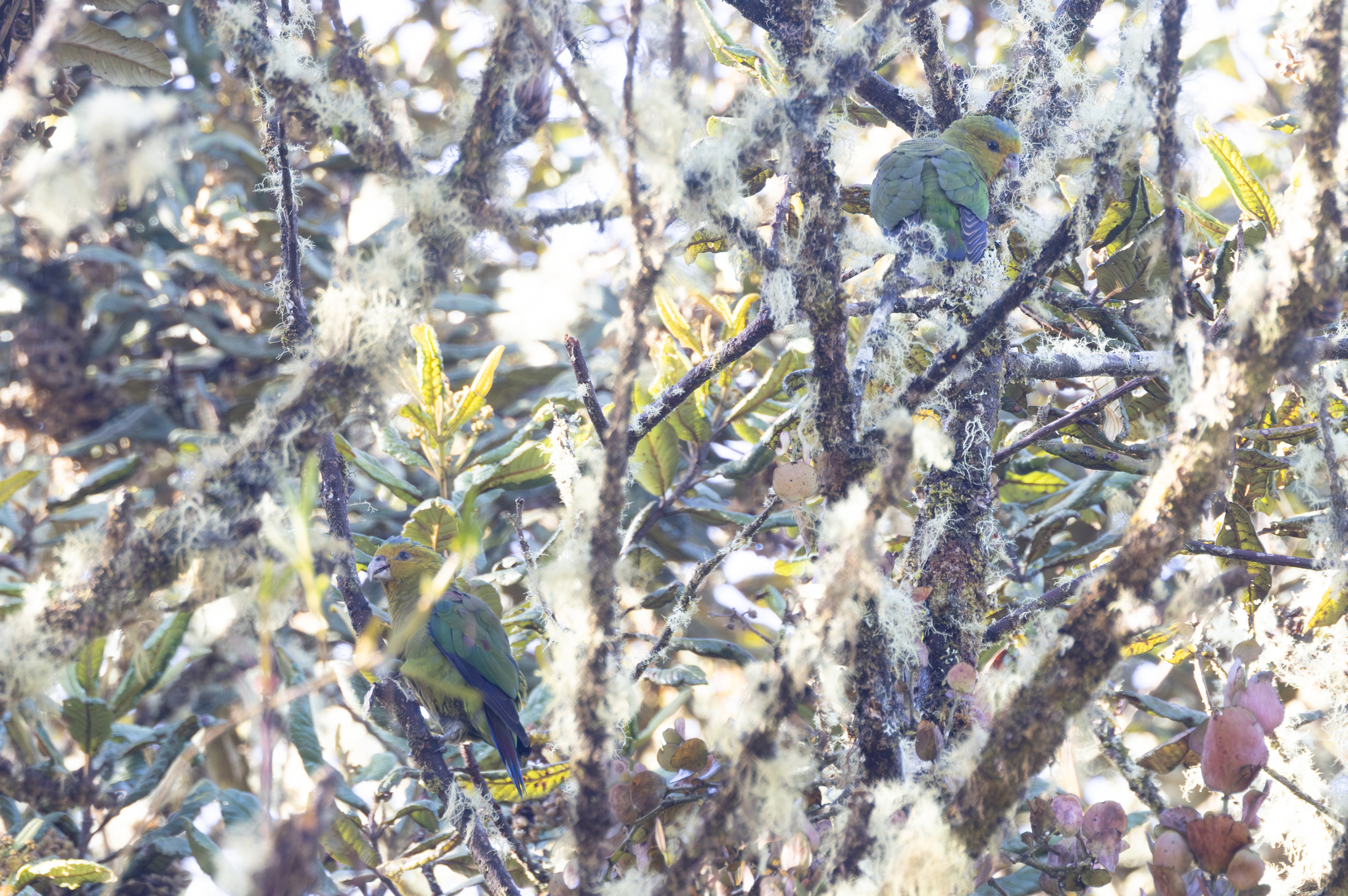 Fuertes's Parrot (Hapalopsittaca fuertesi), photo 2