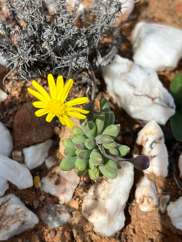 Crassothonna capensis, photograph 4