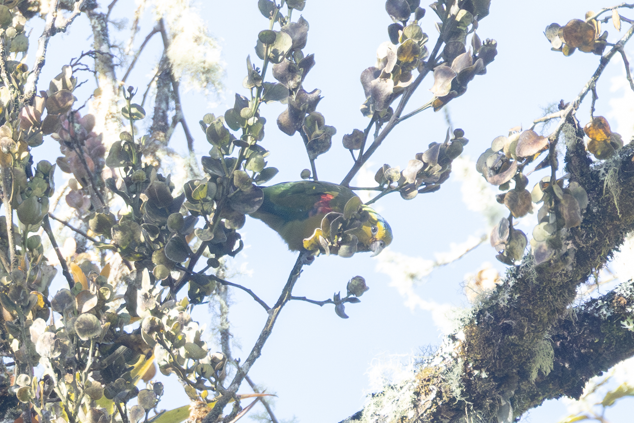 Fuertes's Parrot (Hapalopsittaca fuertesi), photo 4