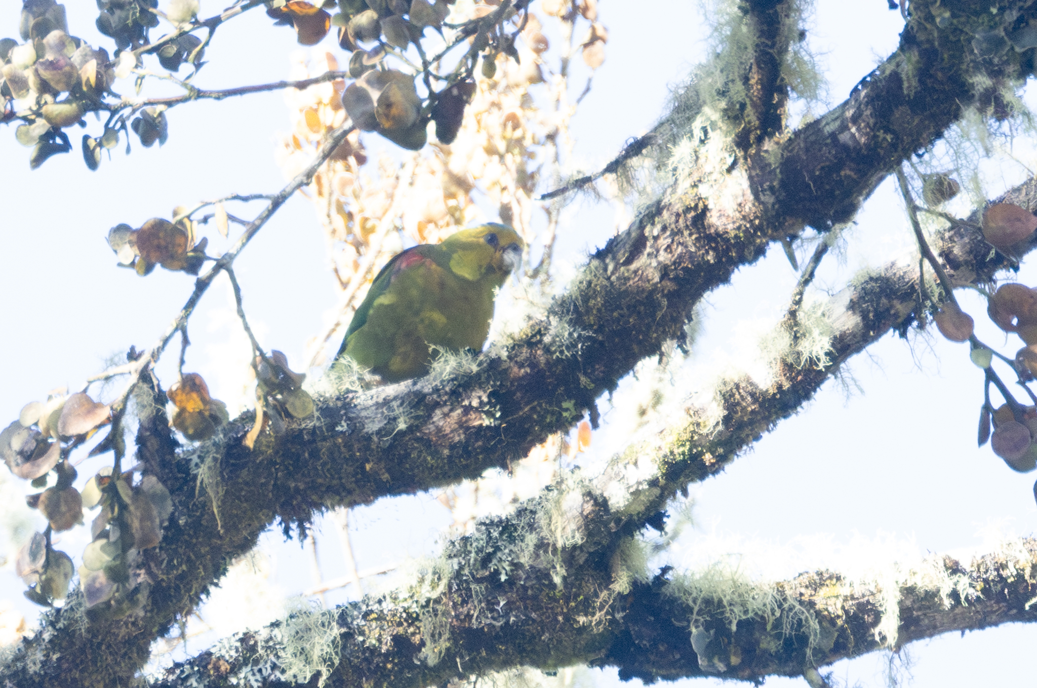 Fuertes's Parrot (Hapalopsittaca fuertesi), photo 3