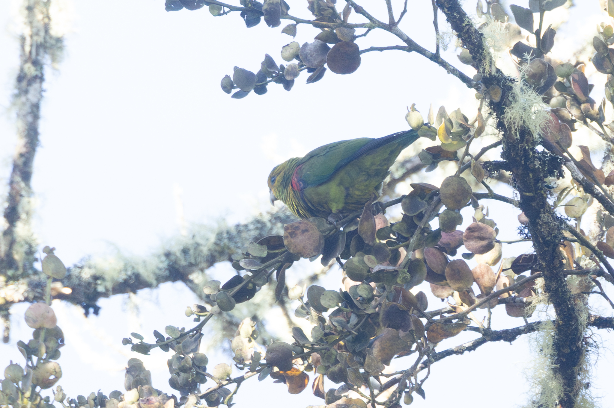 Fuertes's Parrot (Hapalopsittaca fuertesi), photo 5