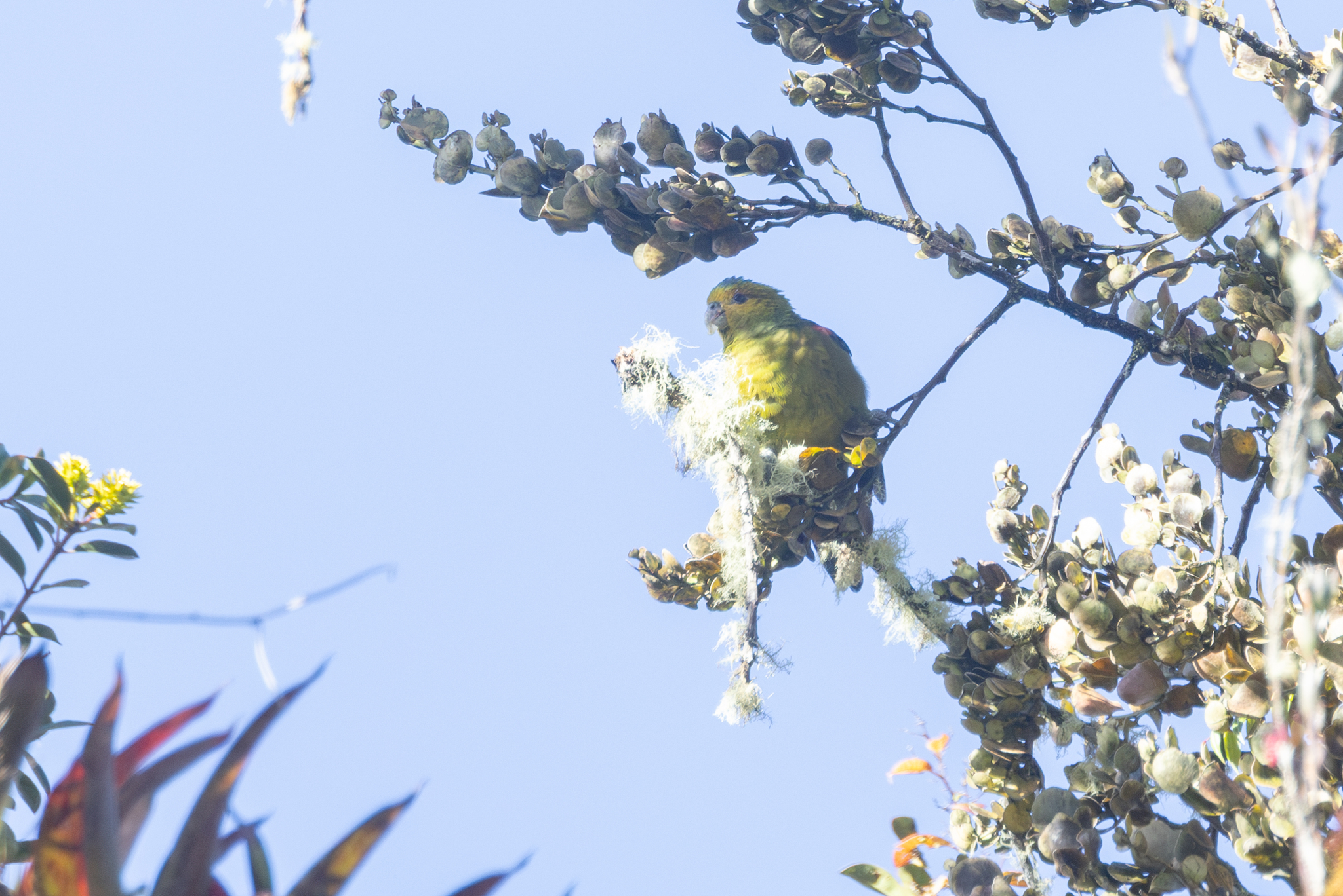 Fuertes's Parrot (Hapalopsittaca fuertesi), photo 6
