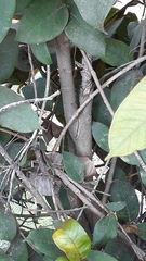 Ficus drupacea