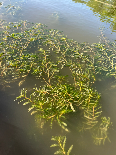 Curly-leaf Pondweed
