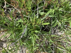 Tecoma stans angustata