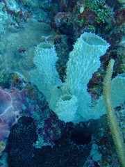 Callyspongia aculeata